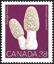 Morchella esculenta, La morille ronde 1989 - Timbre du Canada