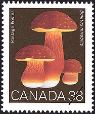 Timbre de 1989 - Boletus mirabilis, Le Boletus mirabilis - Timbre du Canada